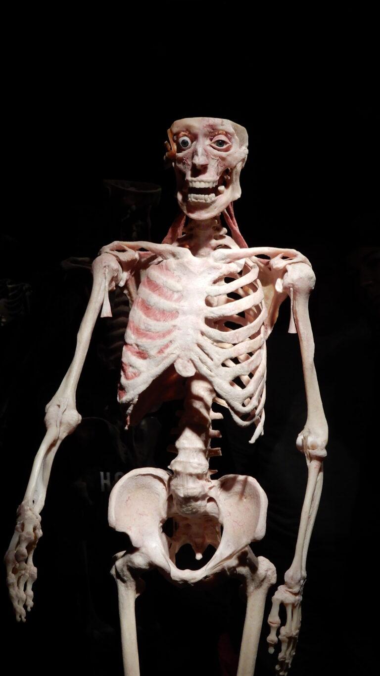 musee body worlds amsterdam