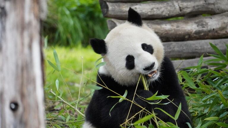 zoo berlin panda